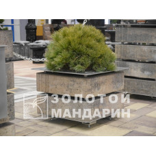 Квітник Модерн. Золотий Мандарин